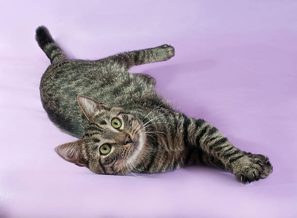 istock Tabby cat with green eyes lying on purple 517575719