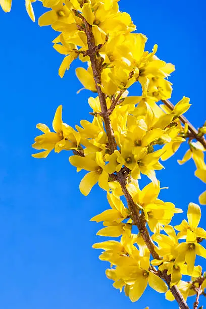 Close-up of yellow Forsythia (Forsythia suspensa) flowers in bloom,  during late March, against blue sky