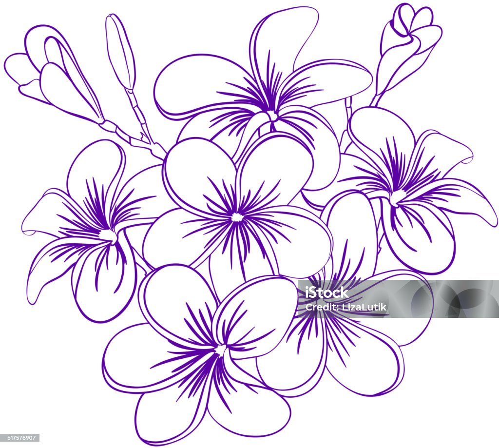 Beautiful Hand Drawn Plumeria Flowers Beautiful Hand Drawn Plumeria Flowers. Pretty Cute Sketch. Abstract stock vector