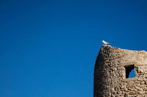 Seagull standing on an ancient tower near the sea in Calpe, Alicante