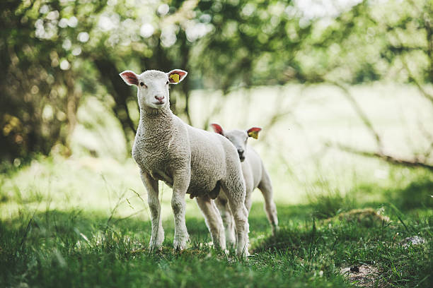 istock Cute lambs outdoors in nature 517578313