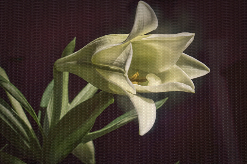 white lily bloom with texture