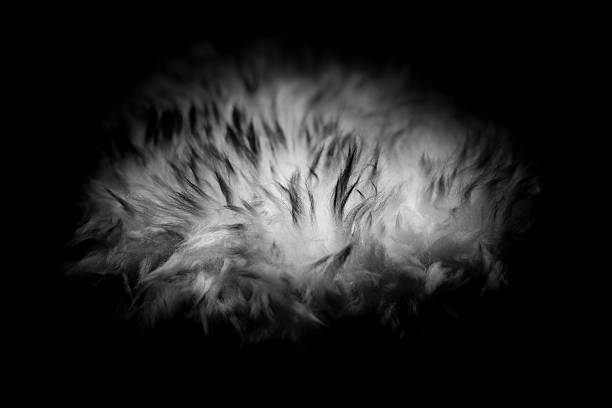 Close-up of wool with black and white tone