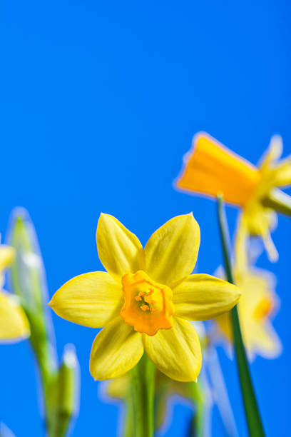 miniature jonquilles contre un ciel bleu - spring daffodil flower sky photos et images de collection