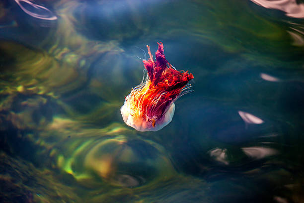 istock Jellyfish, Seydisfjordur Iceland4 517579021