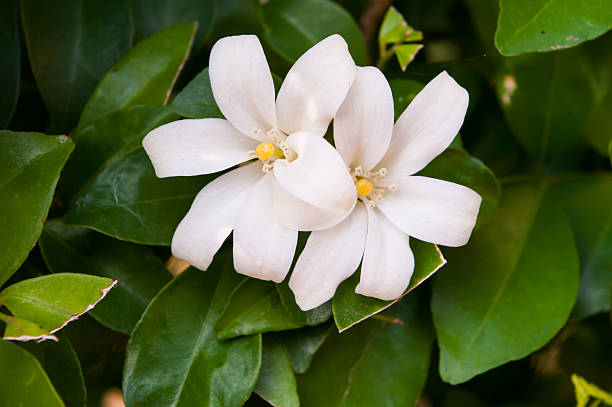 istock Flowers of Orange Jessamin 517579157