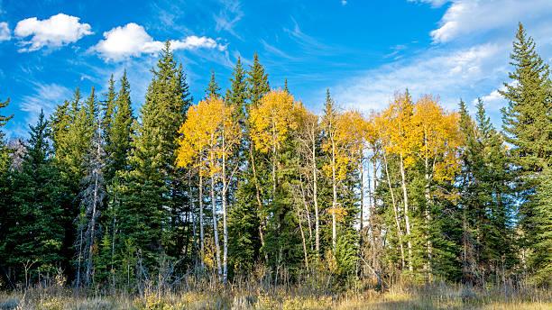istock Natural forest in autumn with fall colors 517579255