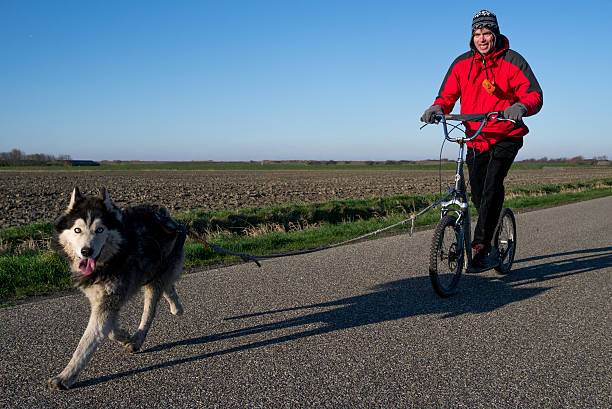Husky dog and trainer dog scootering stock photo