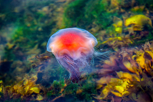 istock Jellyfish, Seydisfjordur Iceland26 517579877