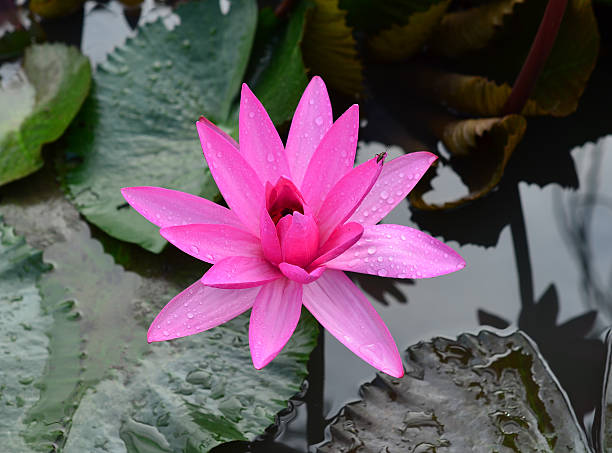 istock Pink Lotus flower beautiful lotus. 517580147