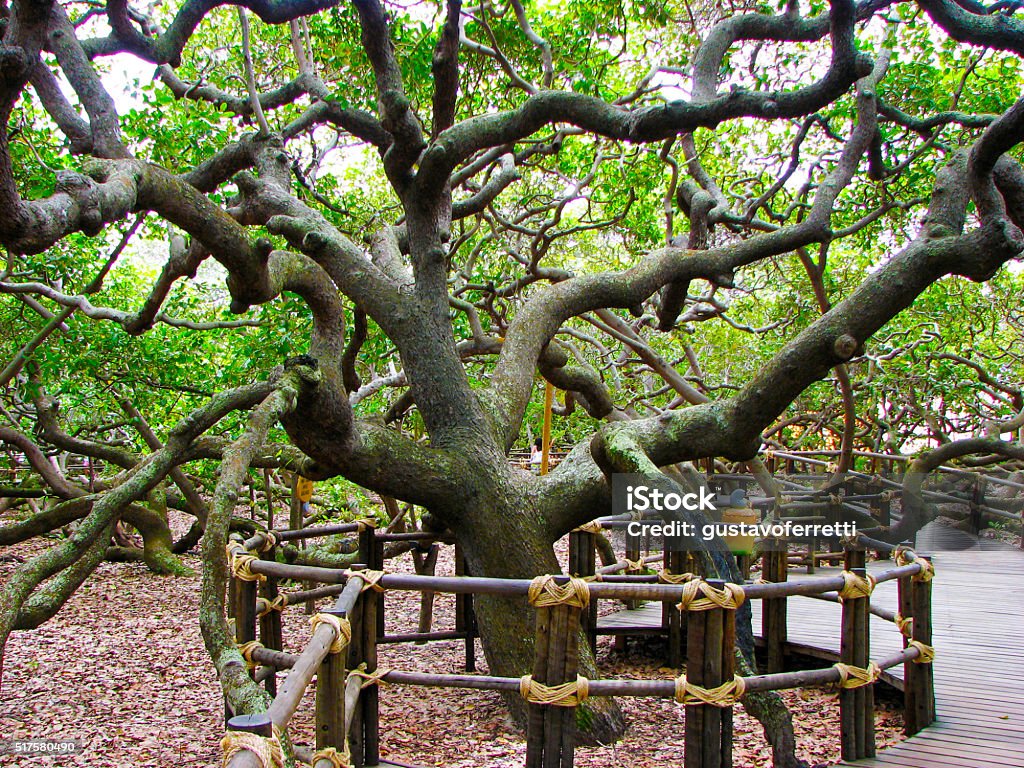 Largest Cashew Tree In The World Stock Photo - Download Image Now - Cashew,  Rio Grande Do Norte, Brazil - iStock