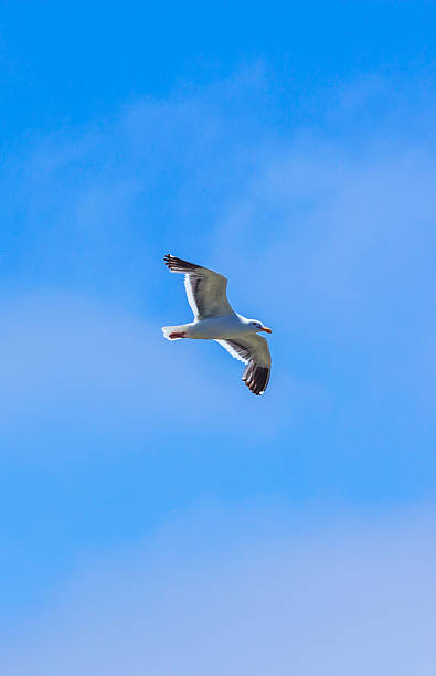 istock seagull flying in the blue sky 517580605