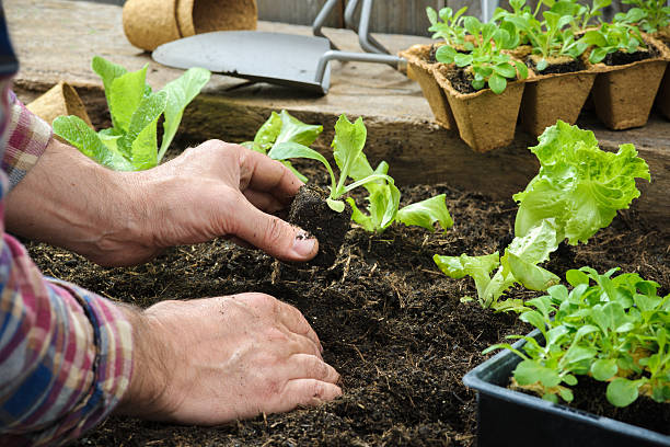 istock Farmer planting young seedlings 517581107