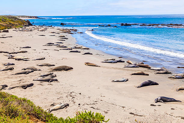 istock Sealions relax and sleep at the sandy beach 517581395