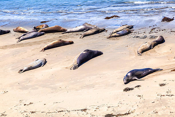 istock Sealions relax and sleep at the sandy beach 517581401
