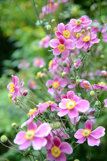 pink anemone flower stock photo