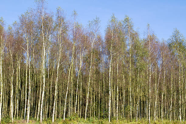 niederländische landschaft: birke wald - silver birch tree stock-fotos und bilder