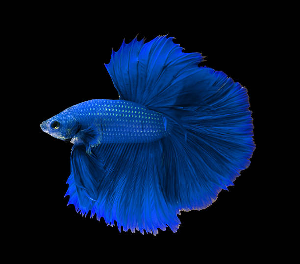 голубой бойцовая рыбка, halfmoon бетта рыба изолированного на черный - fish siamese fighting fish isolated multi colored стоковые фото и изображения