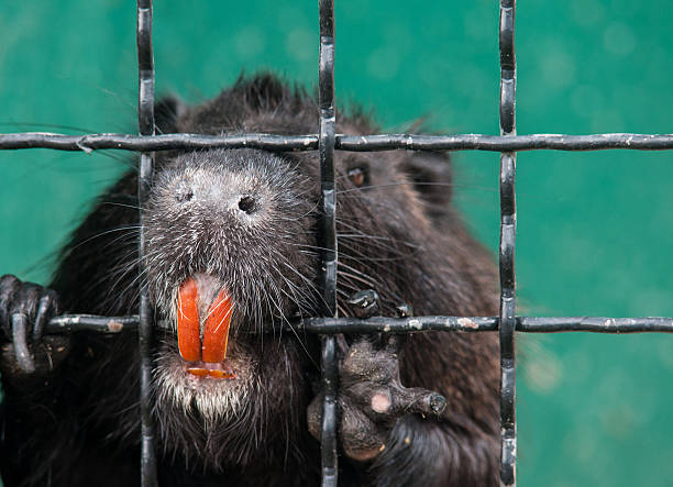 nútria com dentes de laranja - nutria rodent beaver water - fotografias e filmes do acervo