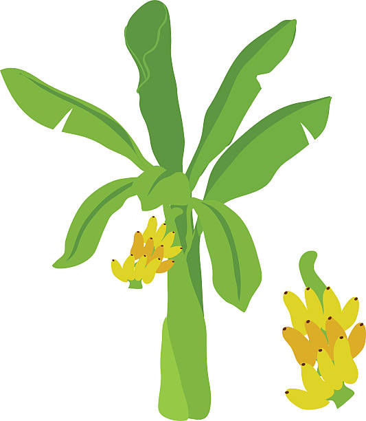 Banana Tree Vector Cartoon Stockvectorkunst en meer beelden van  Bananenplant - Bananenplant, Cartoon, Afgelegen - iStock