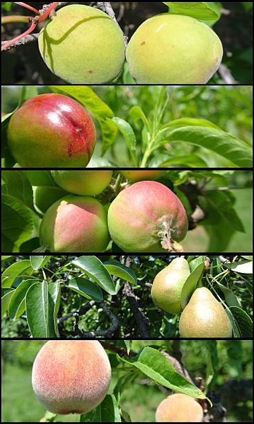 istock Fruit collage; unripe green apples, pears, nectarines, peaches and apricots 517582134