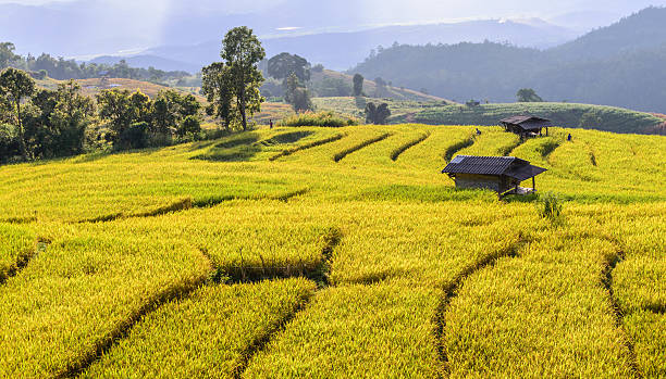 istock Terraced rice field with mountain background. 517582306
