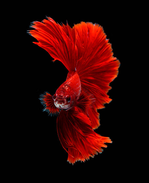 Red Dragon Siamese Fighting Fish Betta Fish Isolated On Black Stock Photo - Download Image Now - iStock Red Dragon Siamese Fighting Fish Betta Fish Isolated On Black Stock Photo - Download Image Now - iStock