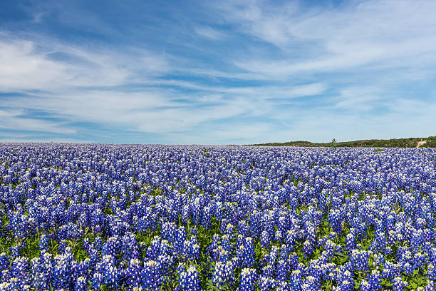 Texas Bluebonnet filed and blue sky background in Austin stock photo