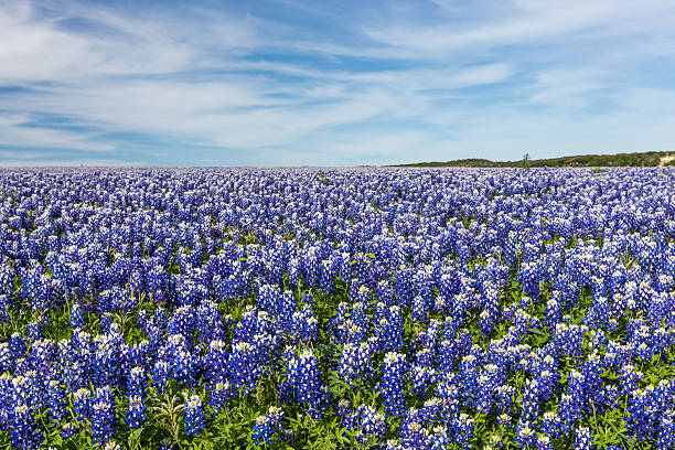 istock Texas Bluebonnet filed and blue sky background in Austin 517582732