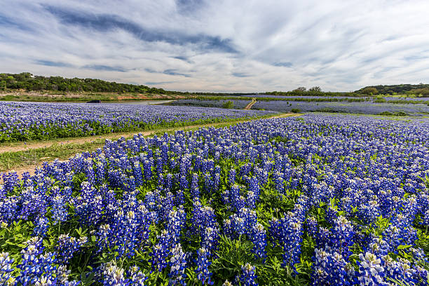 istock Beautiful Texas bluebonnet field at Muleshoe Bend Recreation Are 517582762