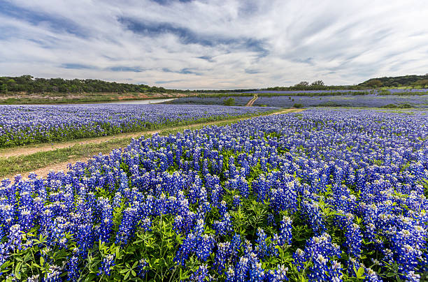 istock Large Texas bluebonnet field in Muleshoe Bend, Austin, TX 517582808