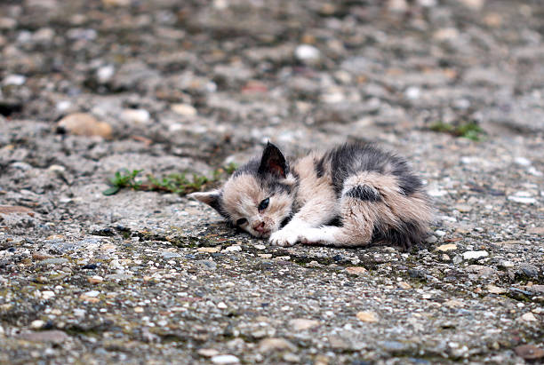 abandoned kitten lying on the ground stock photo