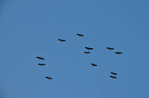 les oiseaux sur sky - pets water lake sky photos et images de collection