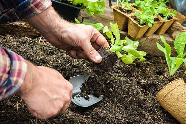 istock Farmer planting young seedlings 517593515