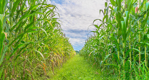 istock image of corn field and sky in background 517593839
