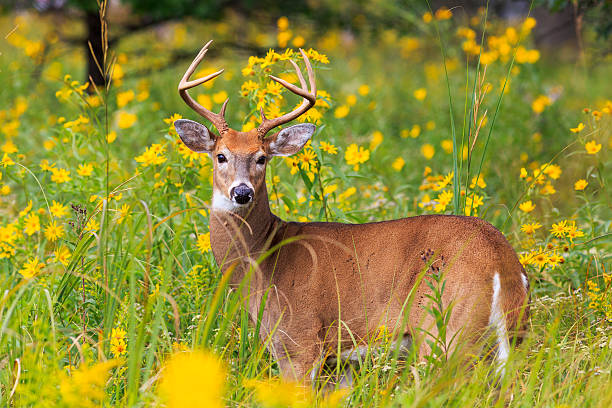 istock Closeup of White-tailed buck hiding in tall grass 517593879