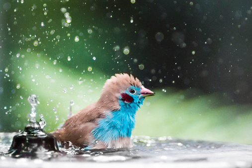 Small blue and brown bird is splashing in the water fountain.