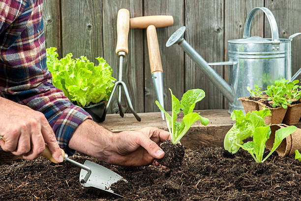 istock Farmer planting young seedlings 517595799