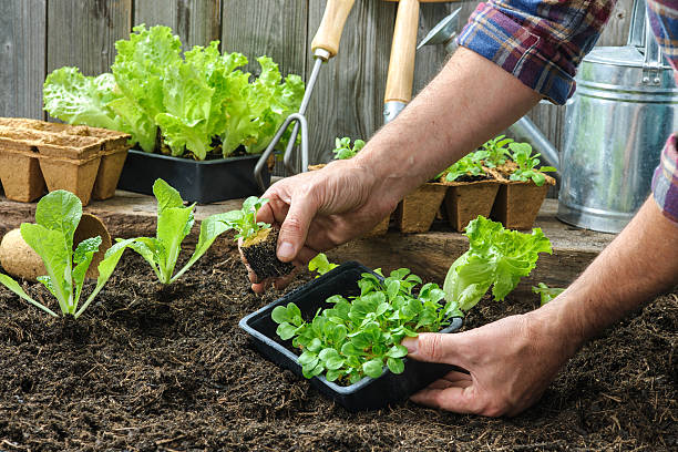 istock Farmer planting young seedlings 517595801