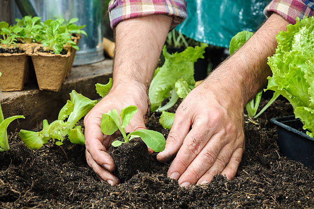 istock Farmer planting young seedlings 517595809
