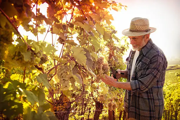 Photo of Man working in a vineyard