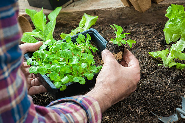 istock Farmer planting young seedlings 517596795