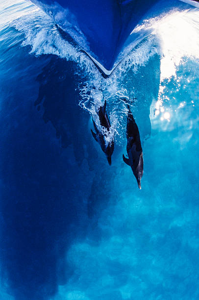 delfines y bow - aleta equipo de buceo fotografías e imágenes de stock