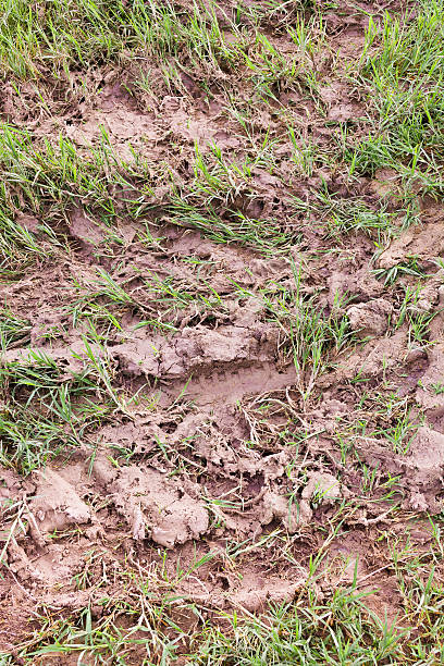istock close up shot of soil and grass texture 517597245