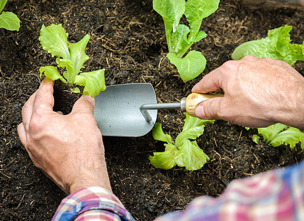 istock Farmer planting young seedlings 517597587