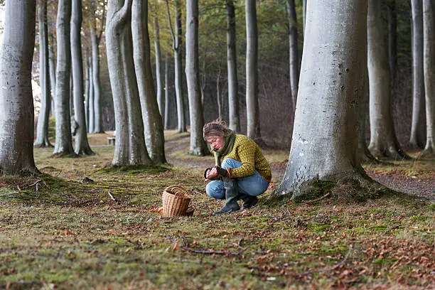 Food forager working in the woods looking for more produce. Food foraging has become popular in recent years as chefs have turned to foraged food to produce local and seasonal menu's. Photographed in Denmark.