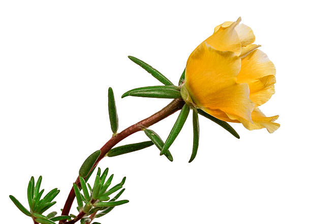 istock flower portulaca isolated on white background 517598959