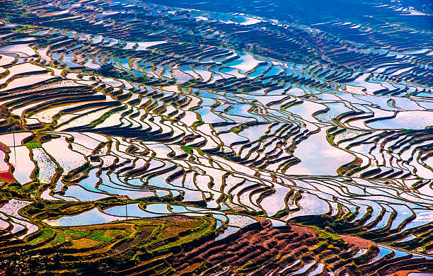 istock Flooded rice fields in South China 517599096