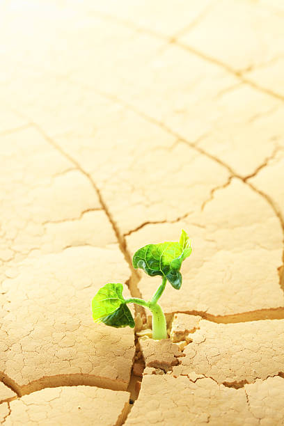 istock Plant sprouting in the desert 517599169