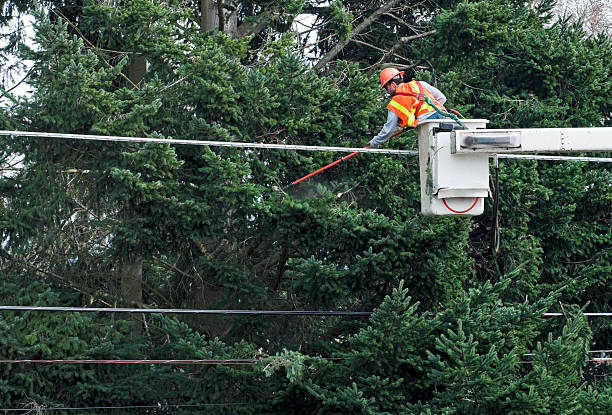 istock Man trimming fir tree from cherry picker with electric saw 517599271